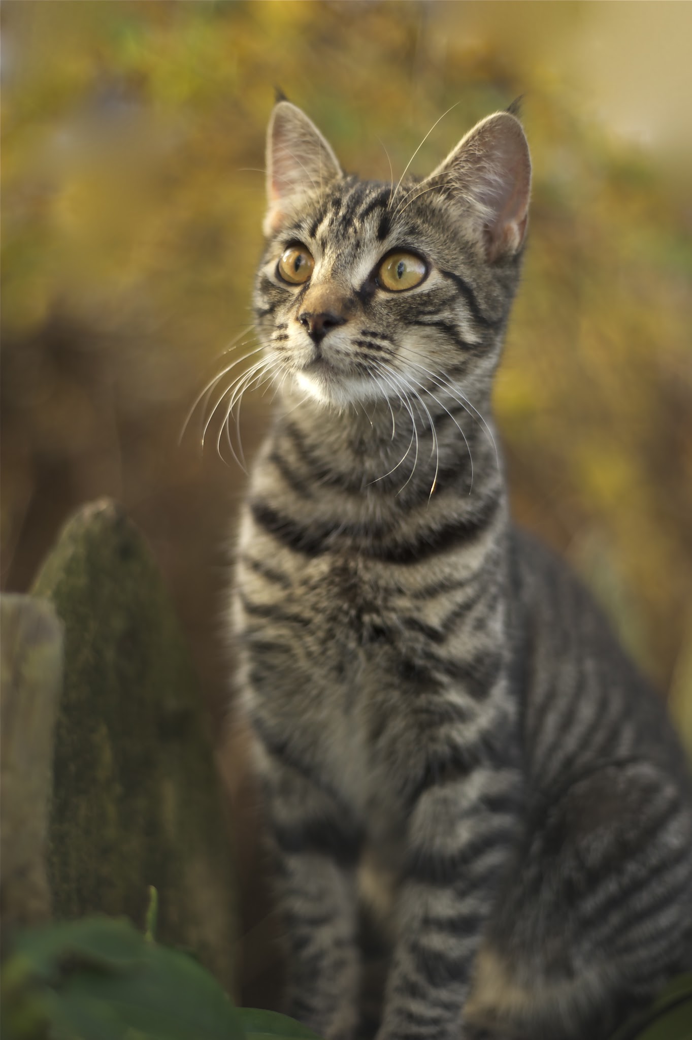 Toto in Fall Colors Gets Finalist in November!