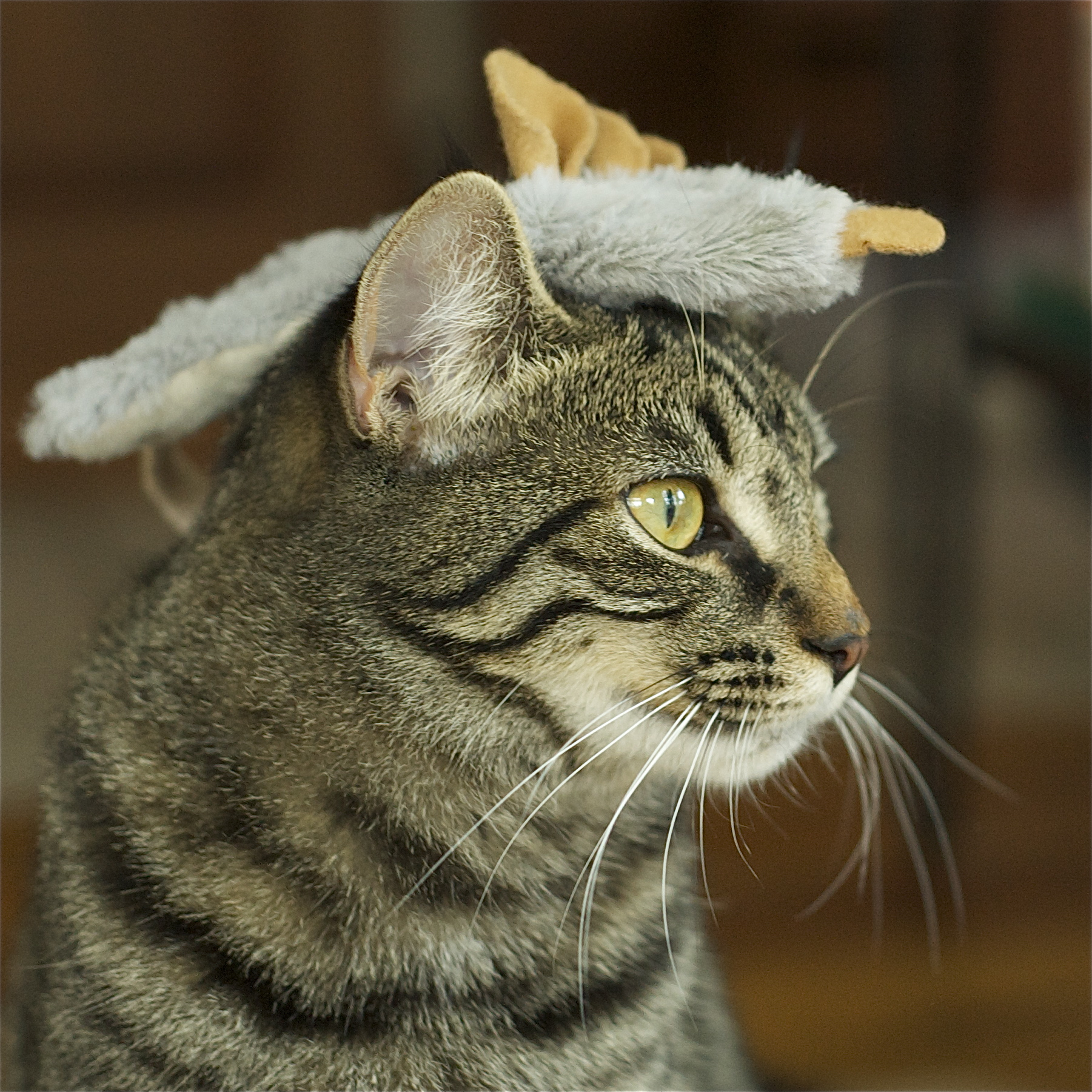 Toto with Toy Mouse on Her Head