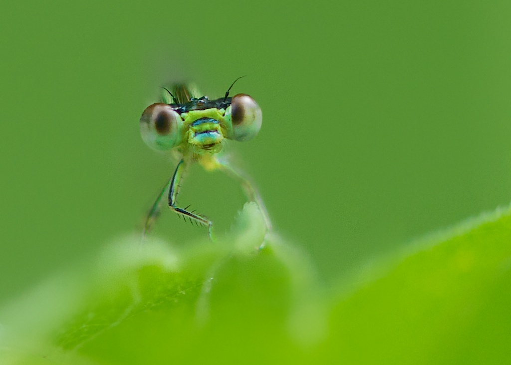 Wide Eyed Damselfly