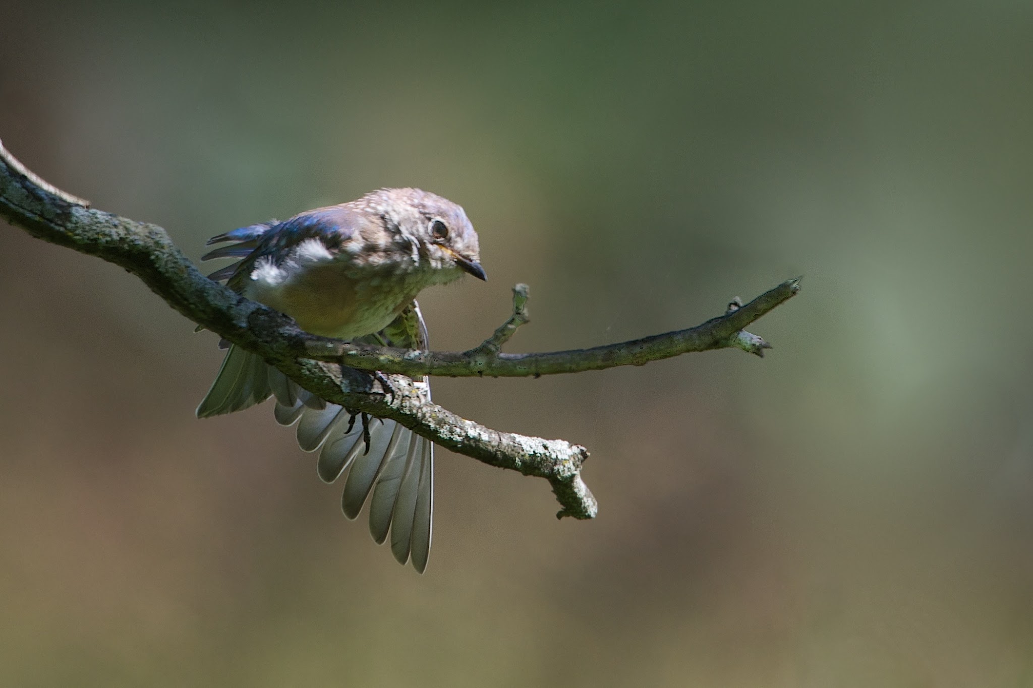 Baby Bluebird Stretch