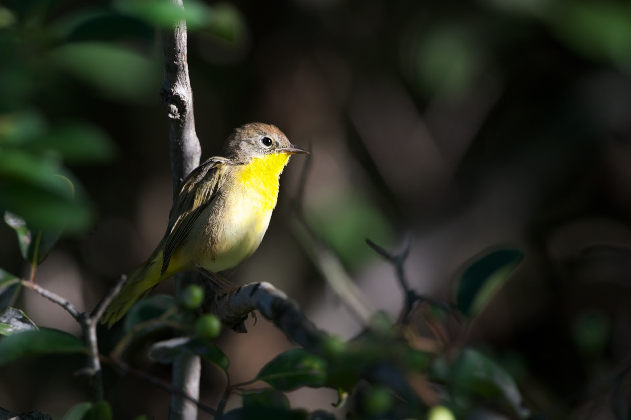 The Common Yellowthroat