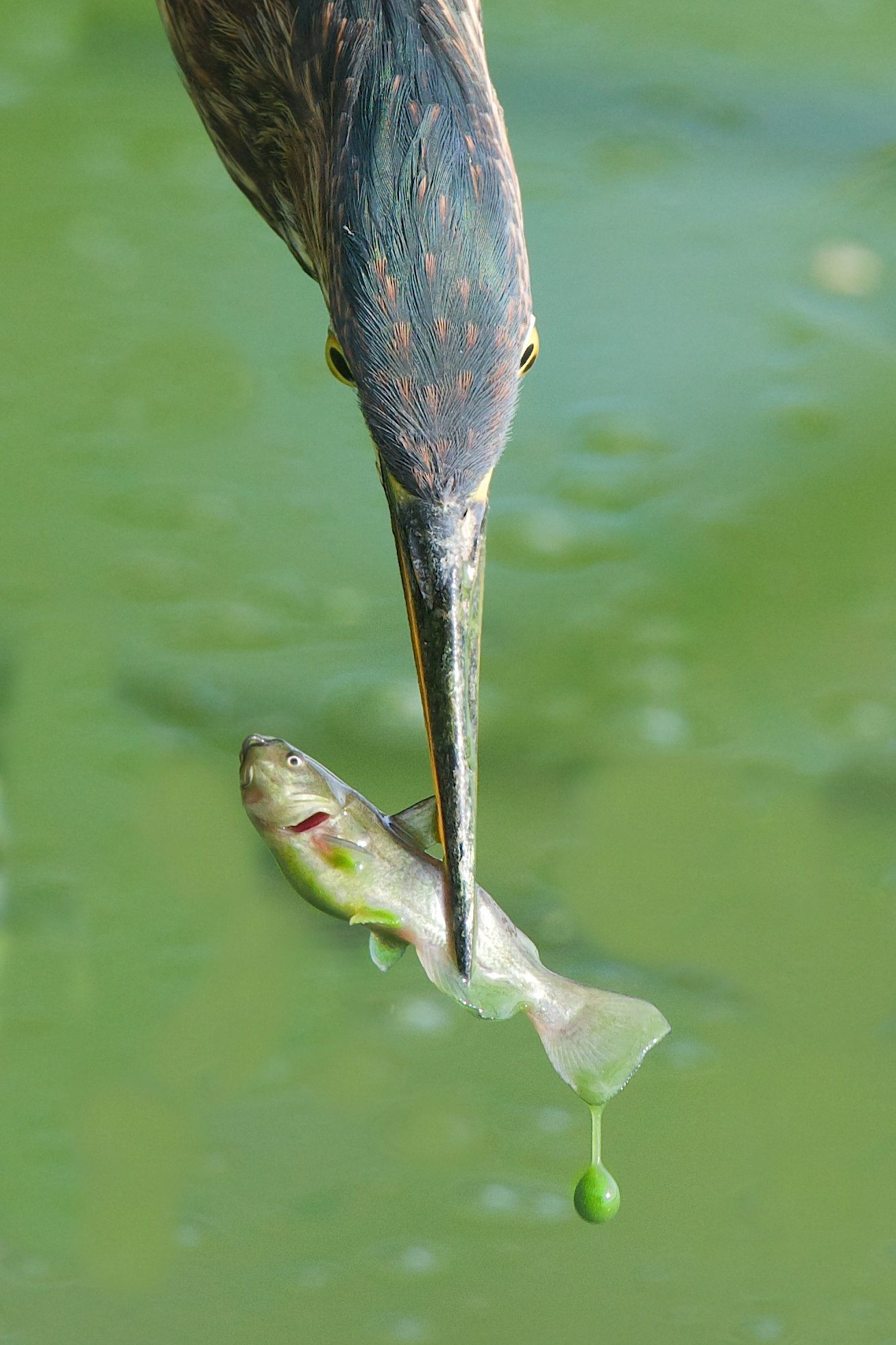 Green Heron and the Catfish