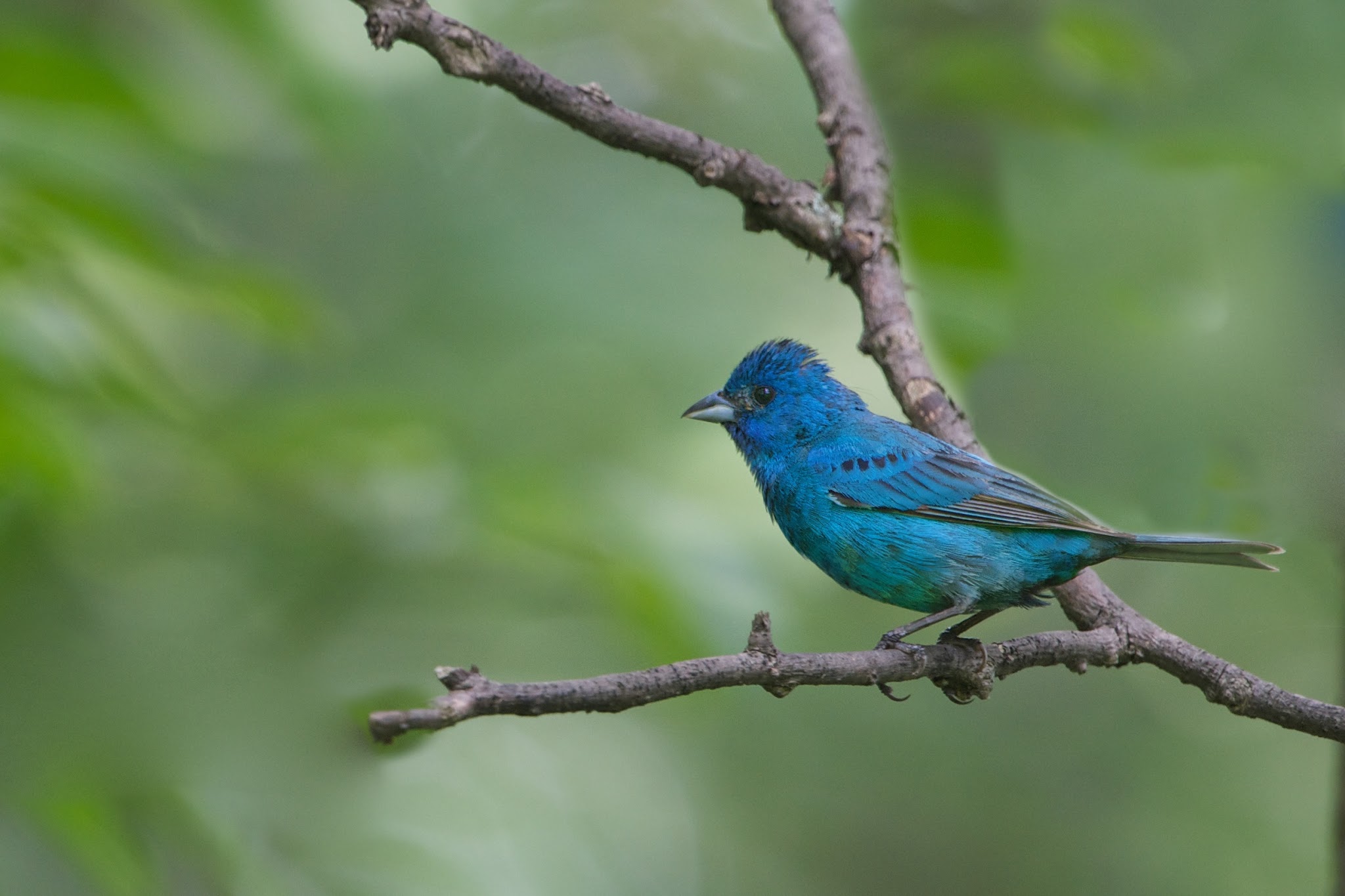 Indigo Bunting