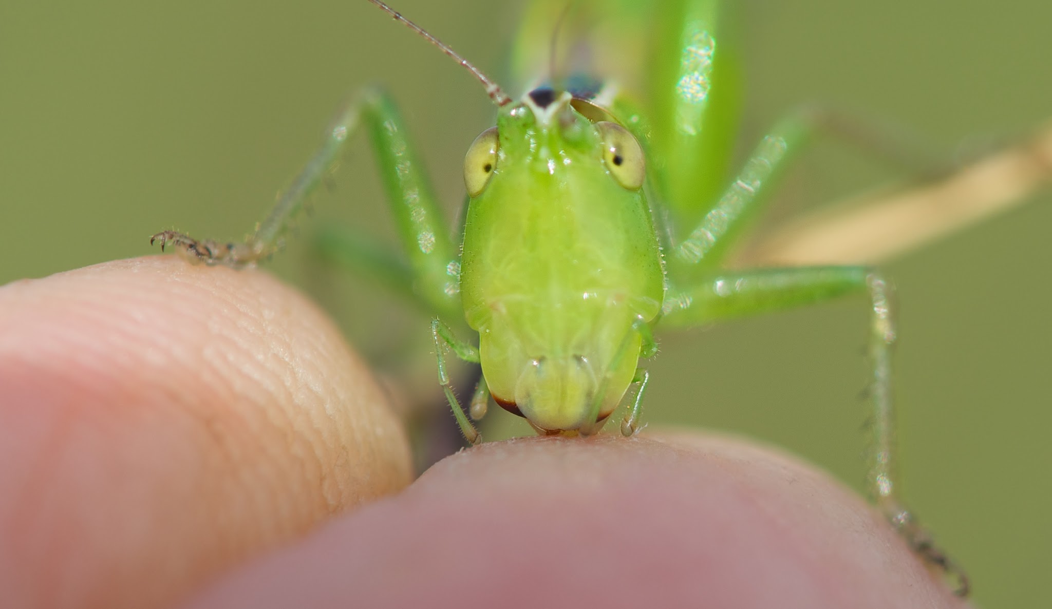 Katydid on My Knuckle