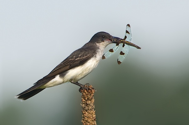 Kingbird and the Dragonfly