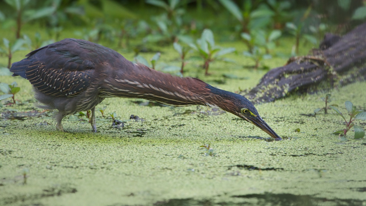 Long Neck, Short Neck, Funny Wings (Click for Better View) Oh go ahead!
