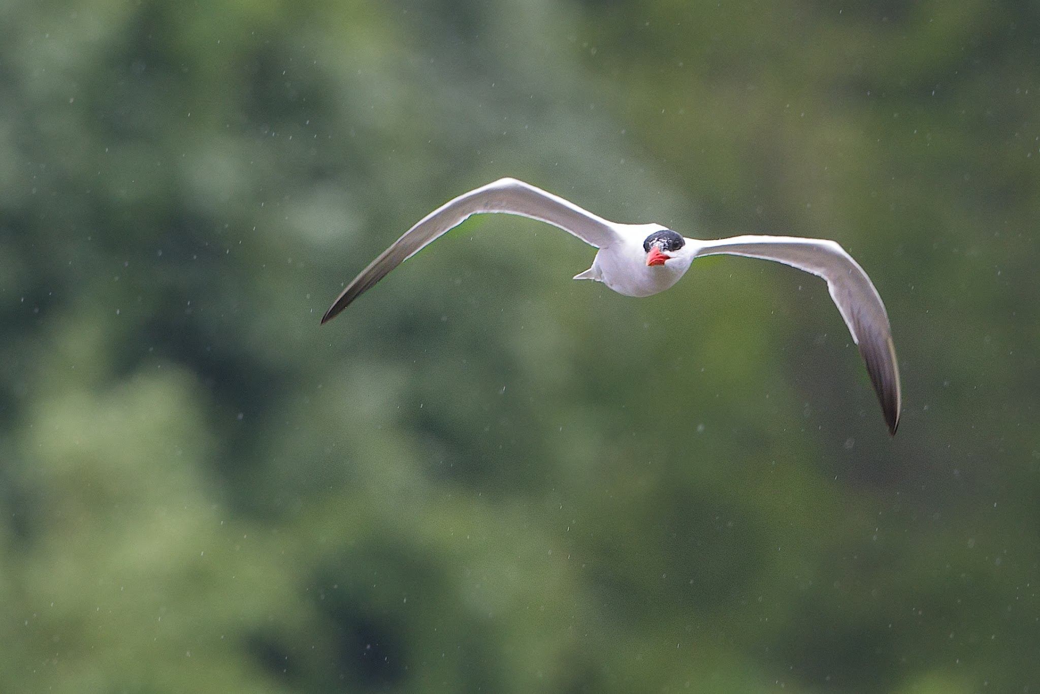 Looking for Lunch in the Rain