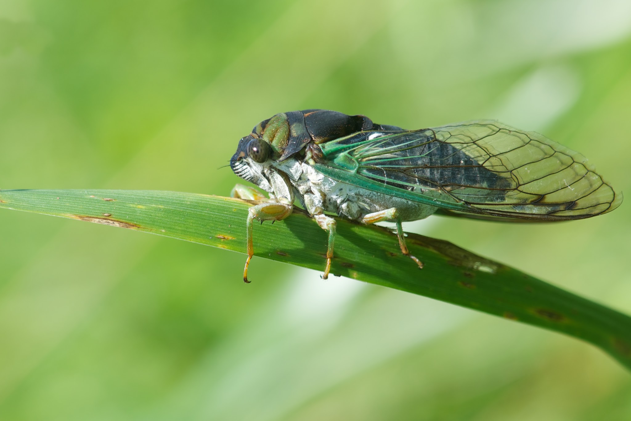 The Cicada