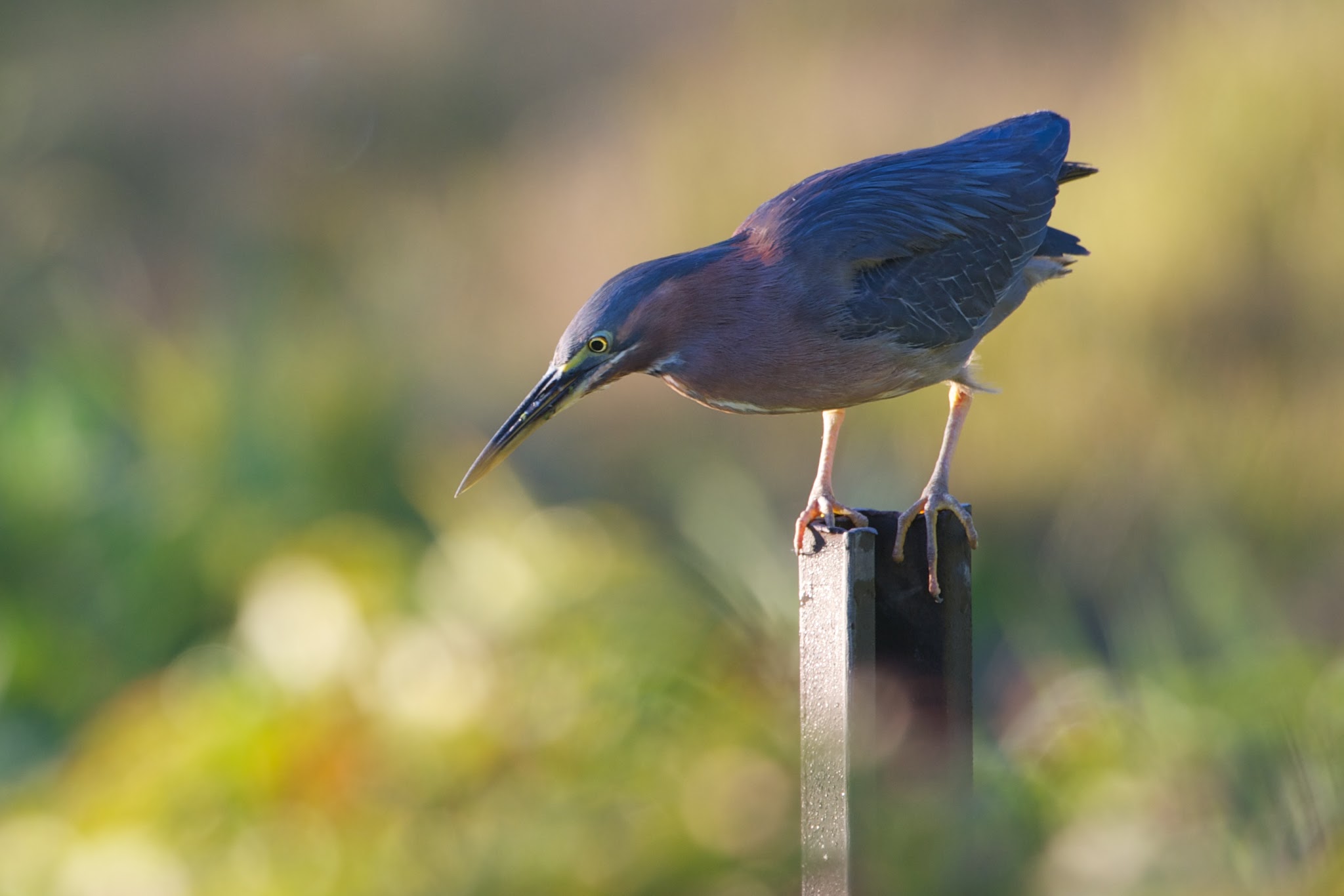The Green Heron Fishing at John Heinz This Very Morning