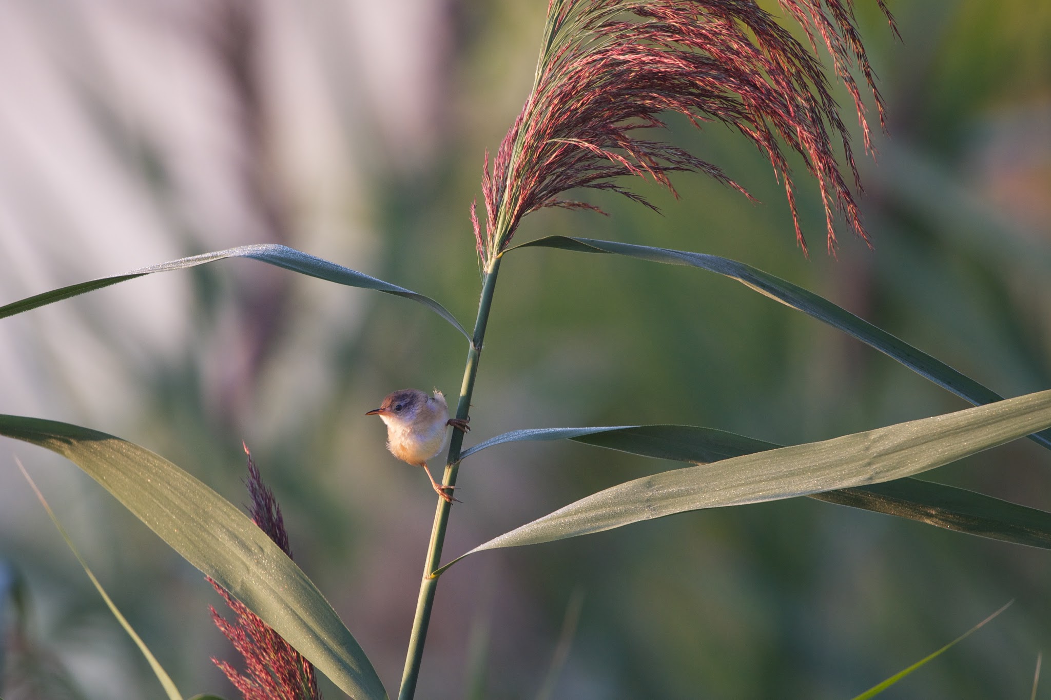Marsh Wren (Click for Better View)