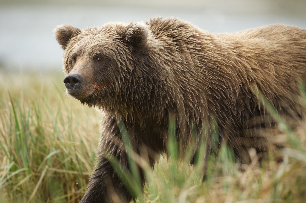 Coastal Brown Bears of Katmai, Alaska (Click on Photo for Larger View)