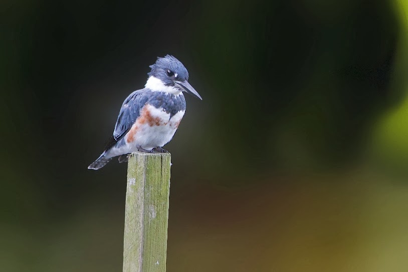 Kingfisher Through the Leaves
