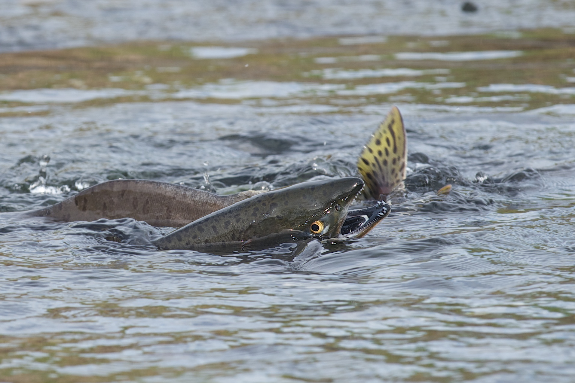 The Salmon Are Jumping