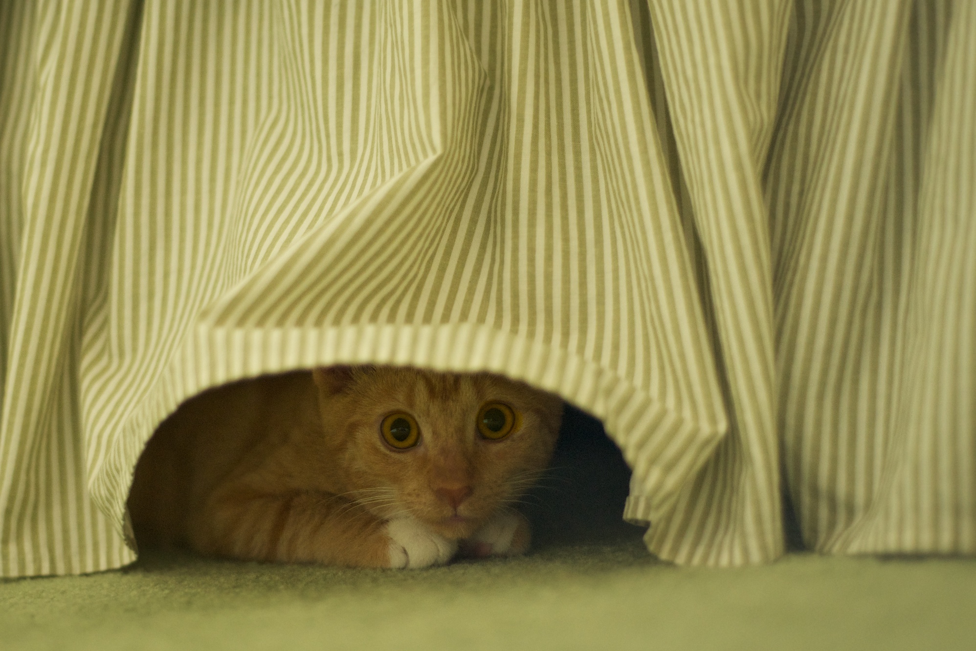 Look Who We Brought Home