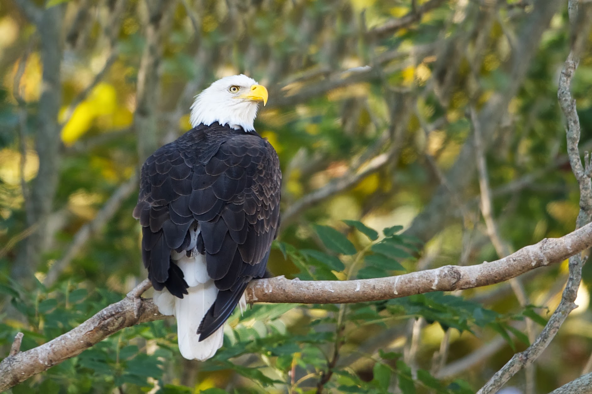 Bald Eagle in the Tree