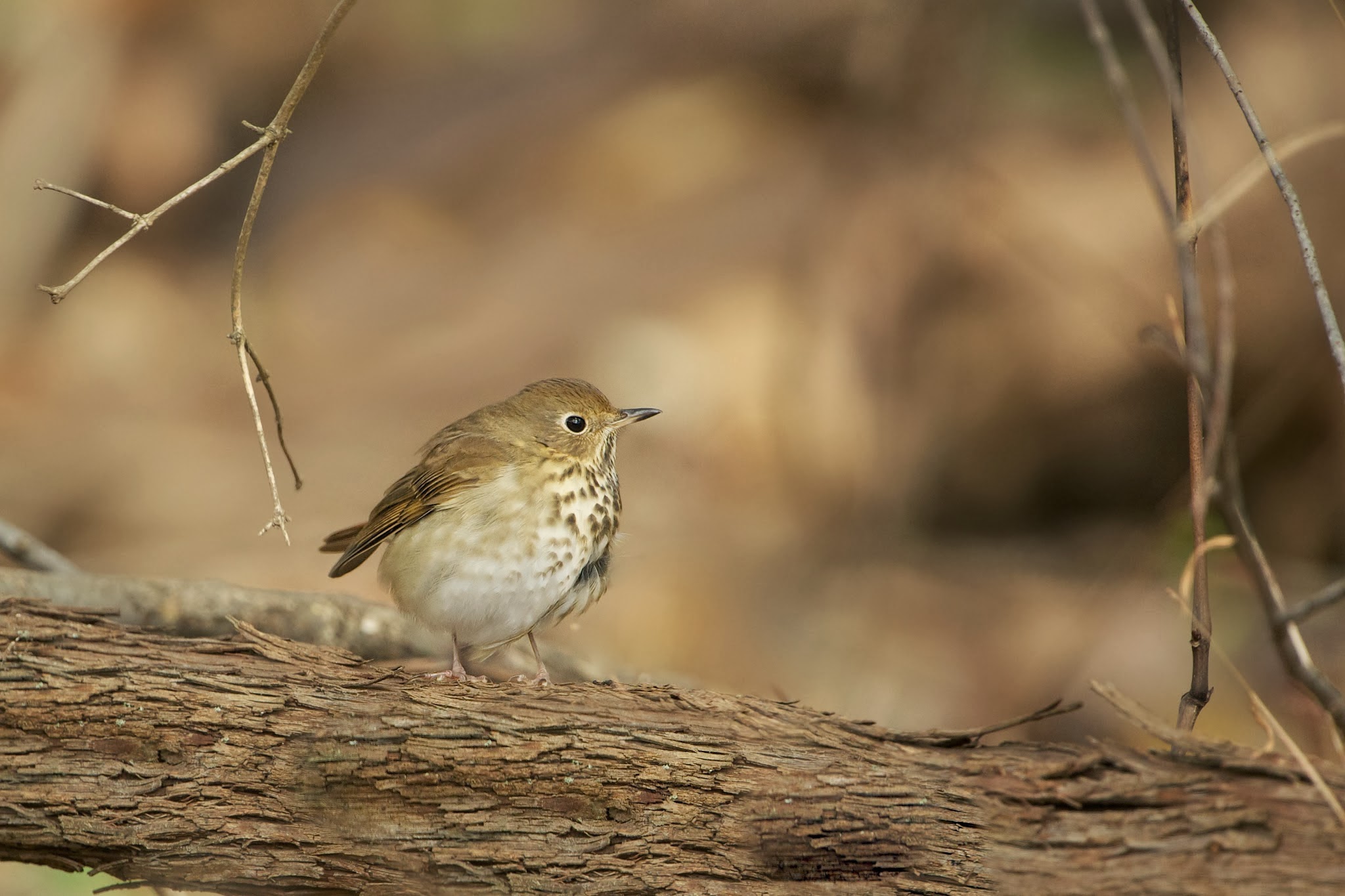 Hermit Thrush