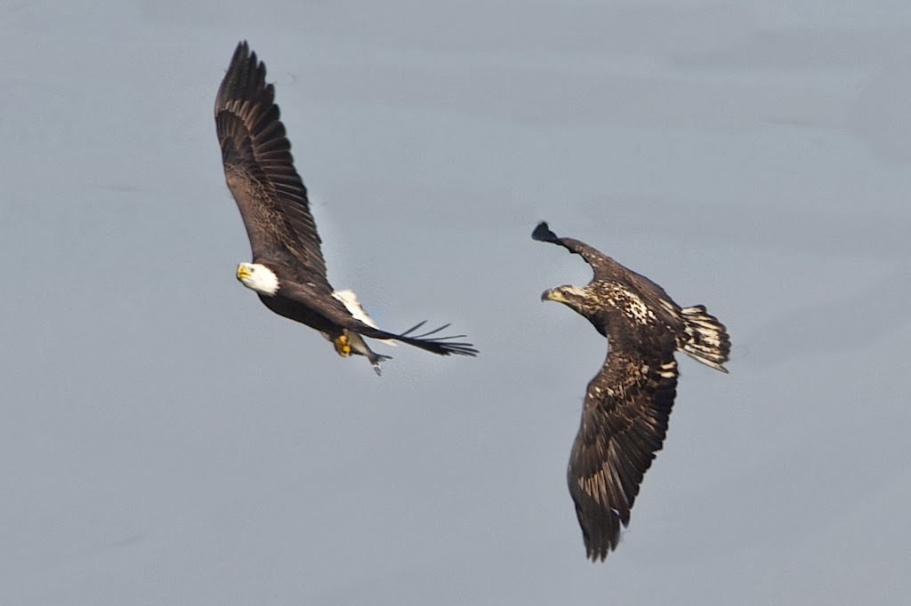 Juvenile Bald Eagle Trying To Steal Fish from Momma or Poppa