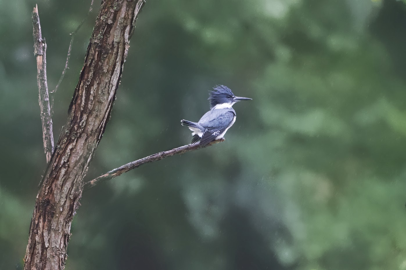 Kingfisher in the Rain