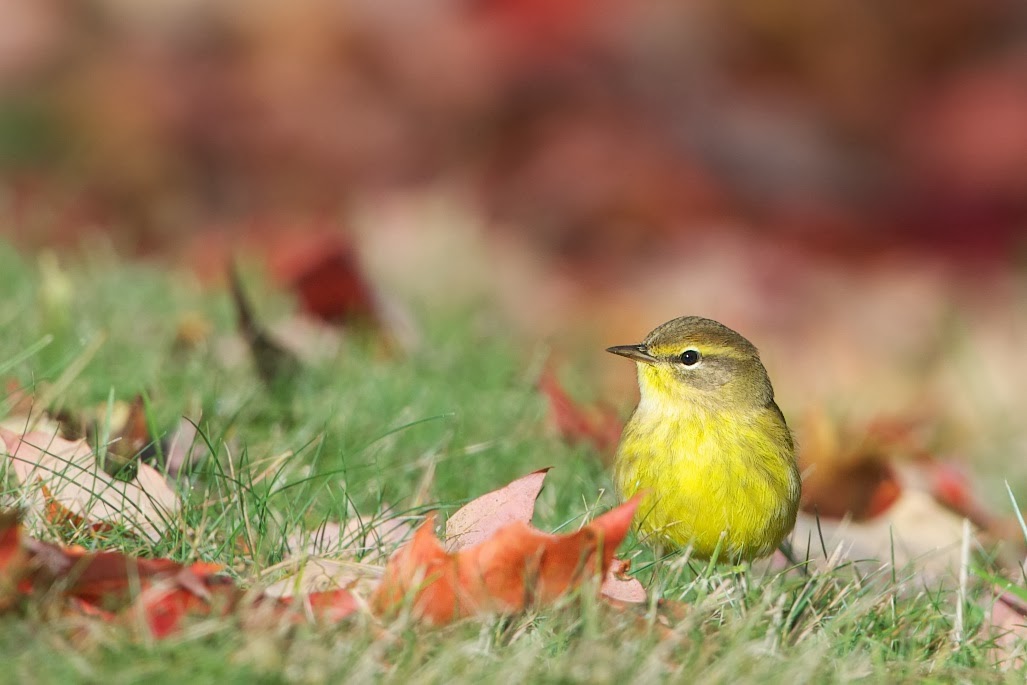 Palm Warbler in Fall Color