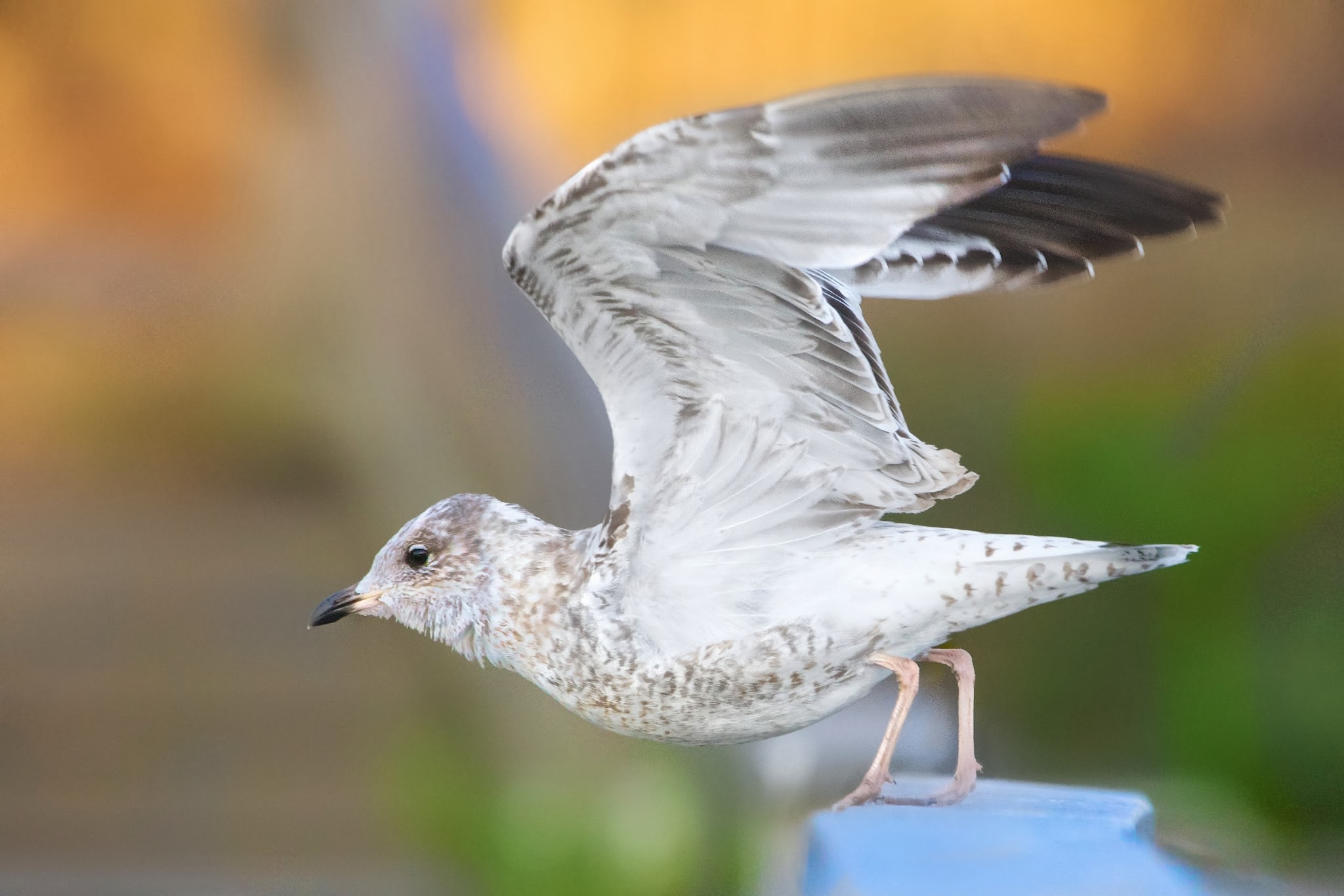 Take Off – Ring Billed Gull