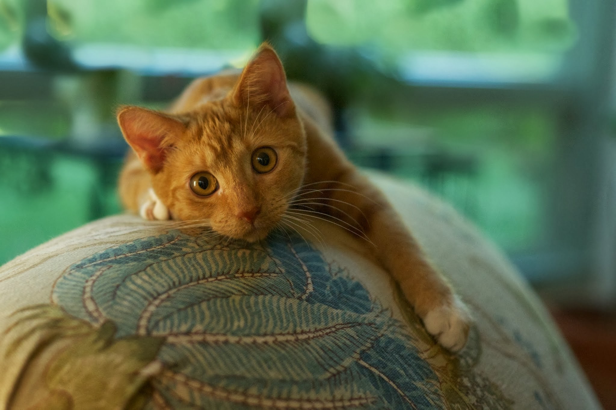 “New Baby” is FINALIST in September Photo Contest – Furniture Has Never Been the Same (Click to see those eyes!)