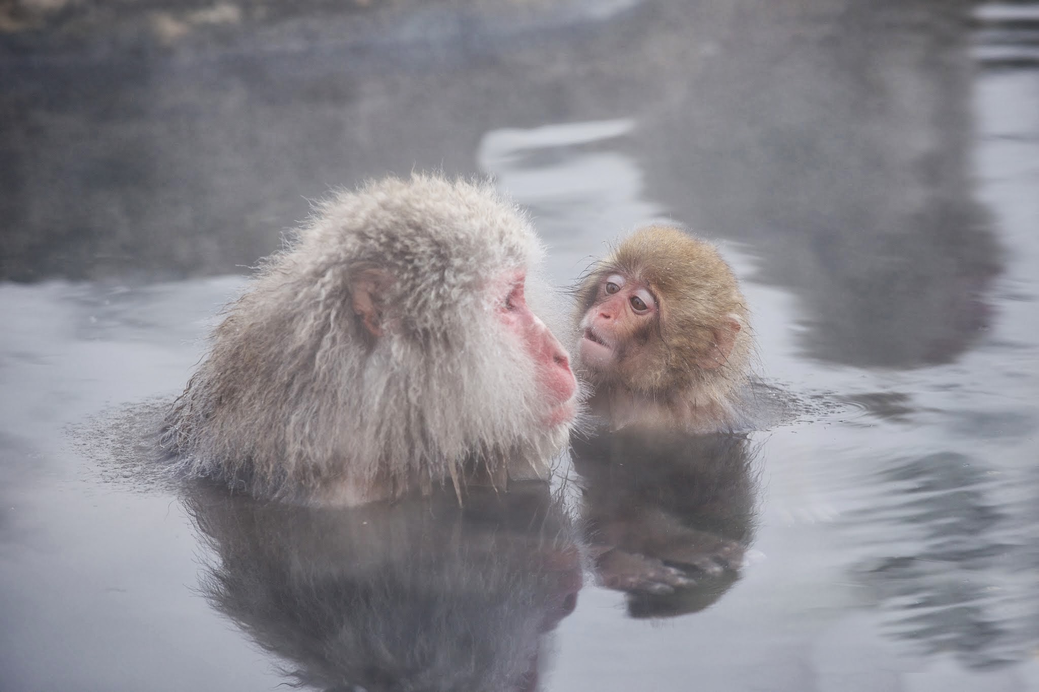 We’re Here in Yudanaka, Japan with the Snow Monkeys!