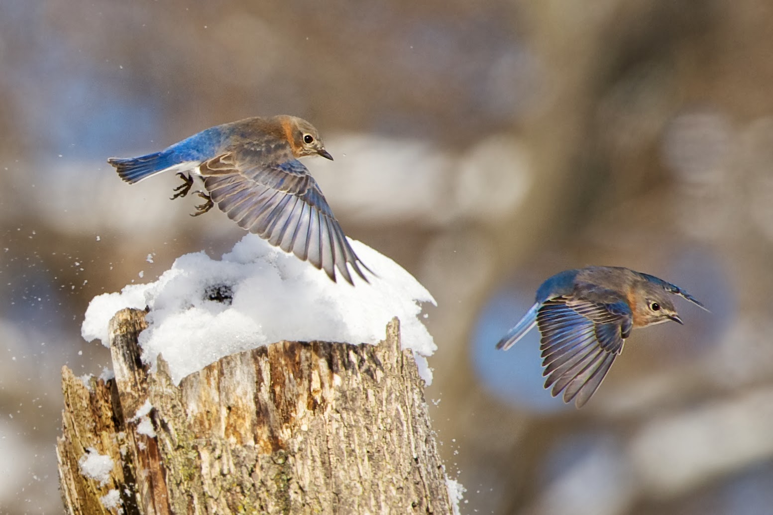 Bluebirds Playing in the Snow at Valley Forge