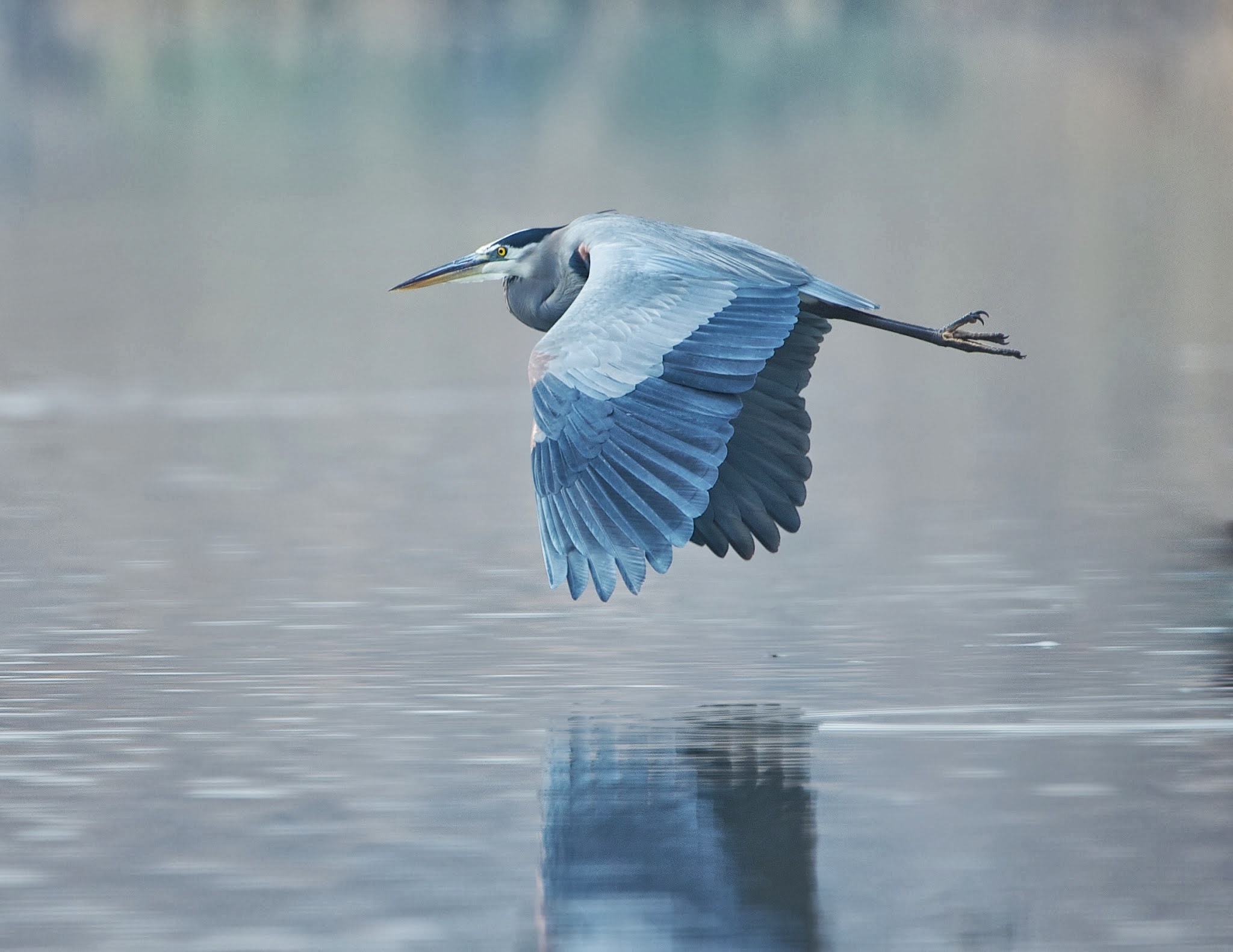 Great Blue Heron Flying By