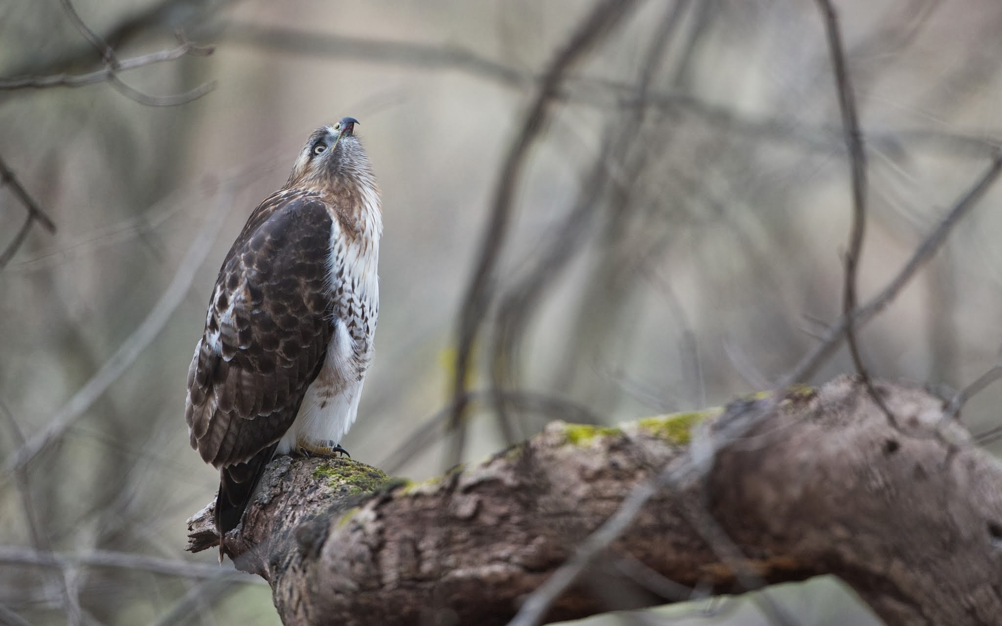 Looking Up (Click Blue Heron to See the Look)