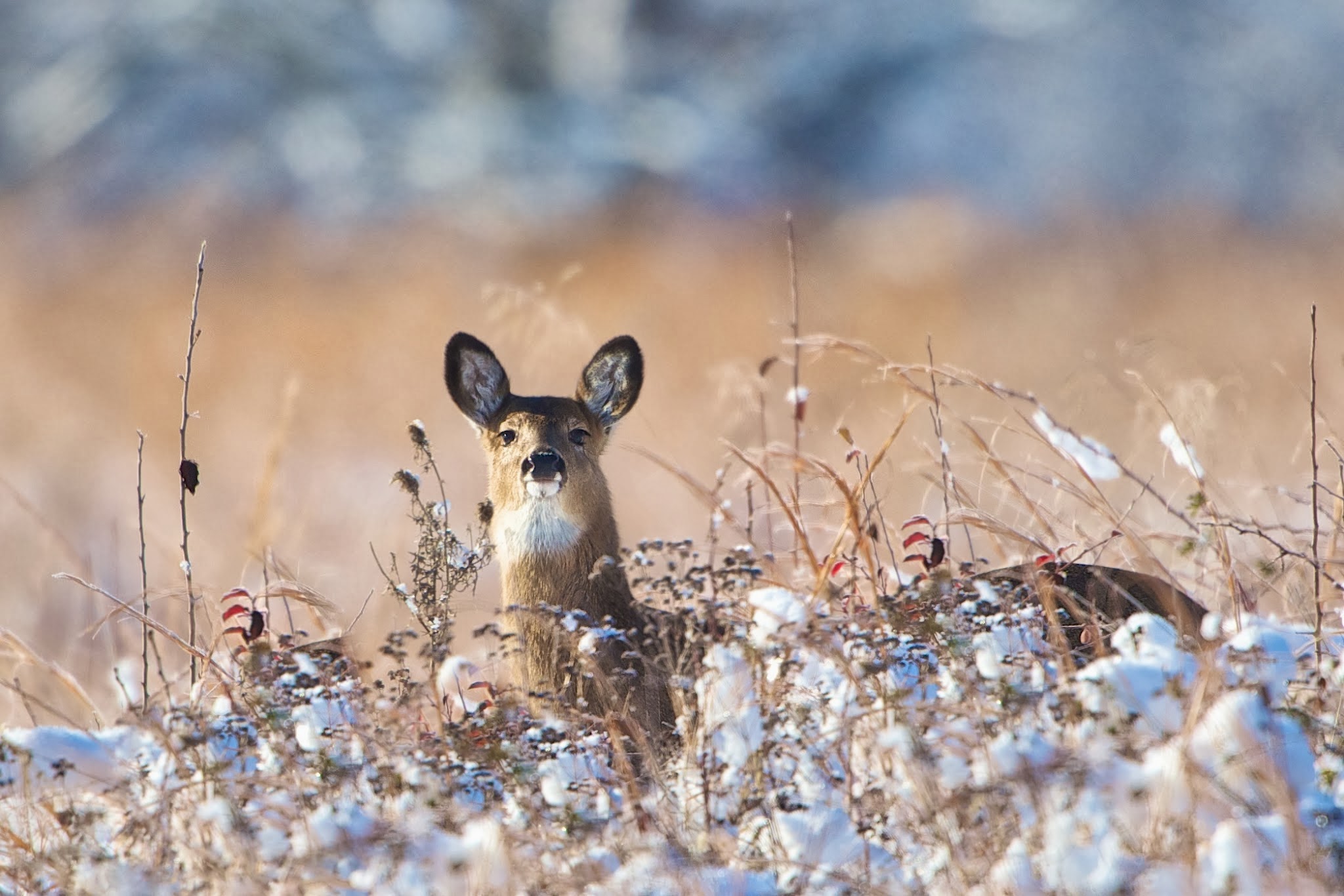 Morning in the Snowy Fields of Valley Forge