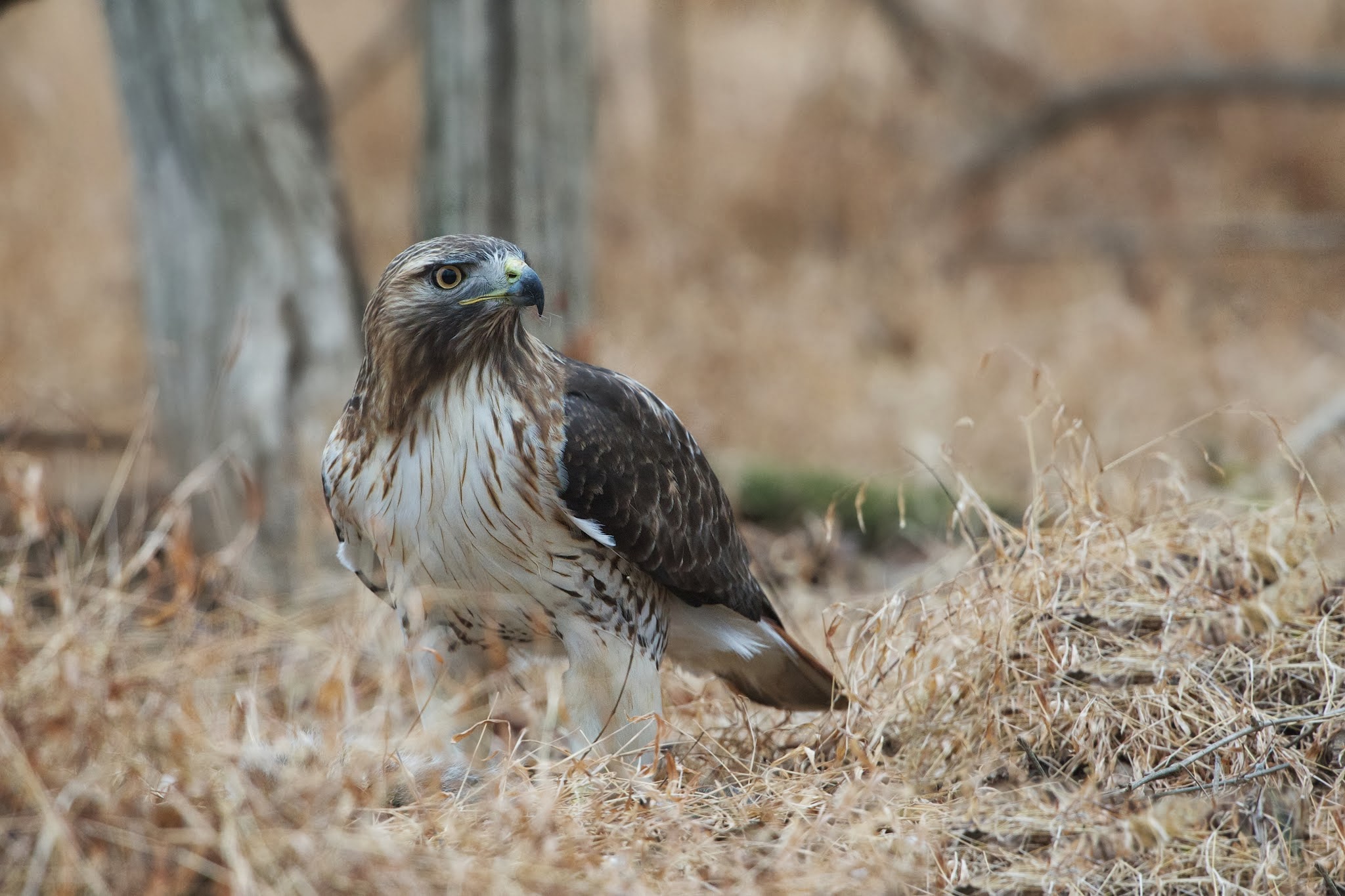 Red Tailed Hawk at Valley Forge – Click to REALLY see that Red Tail
