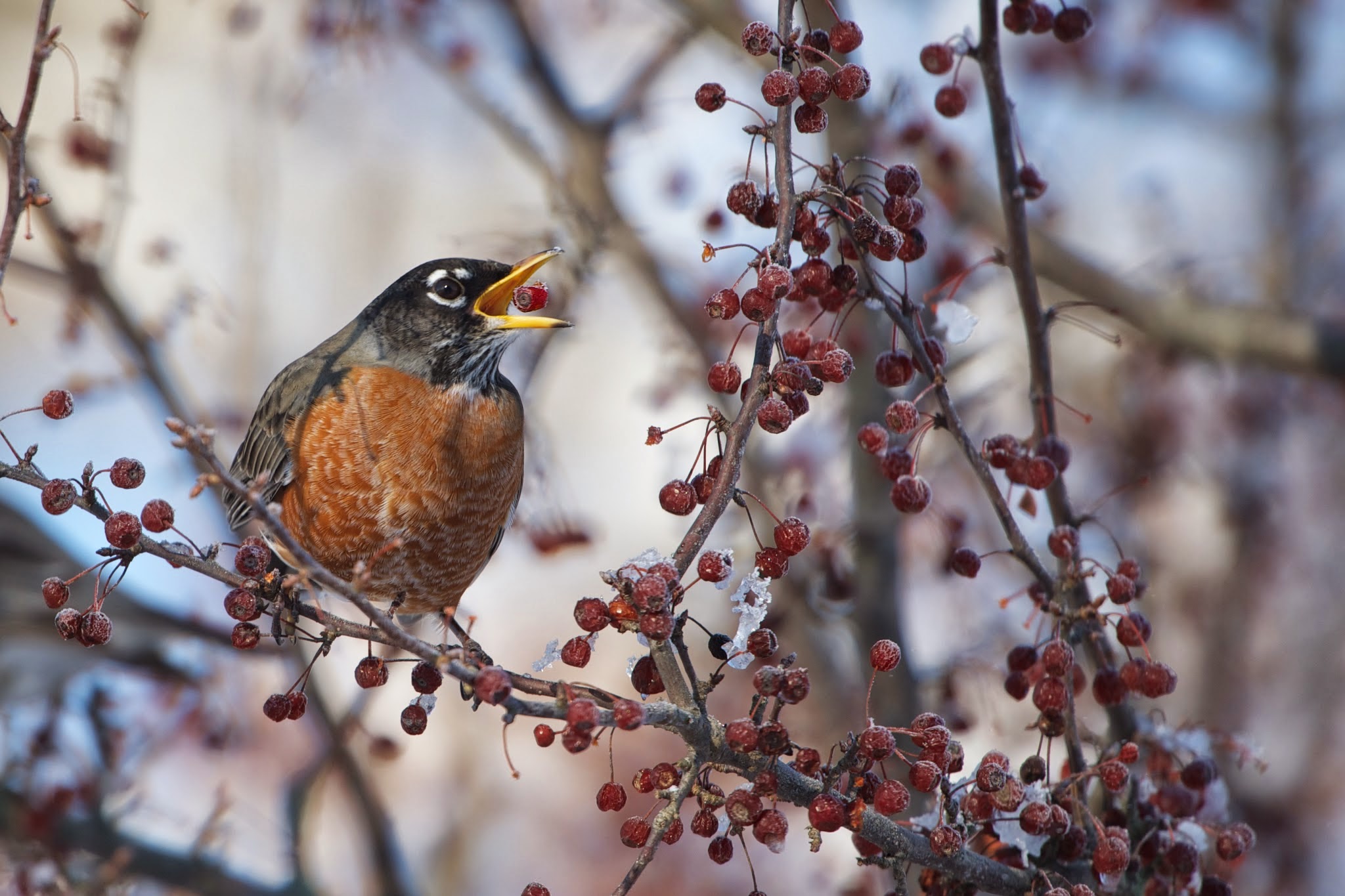 Frozen Berry Delight