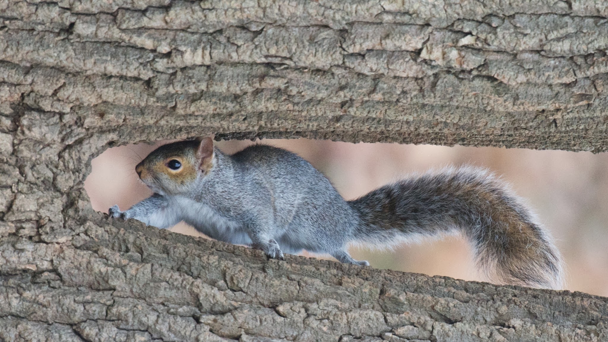 Squirrel in the Notch at Valley Forge