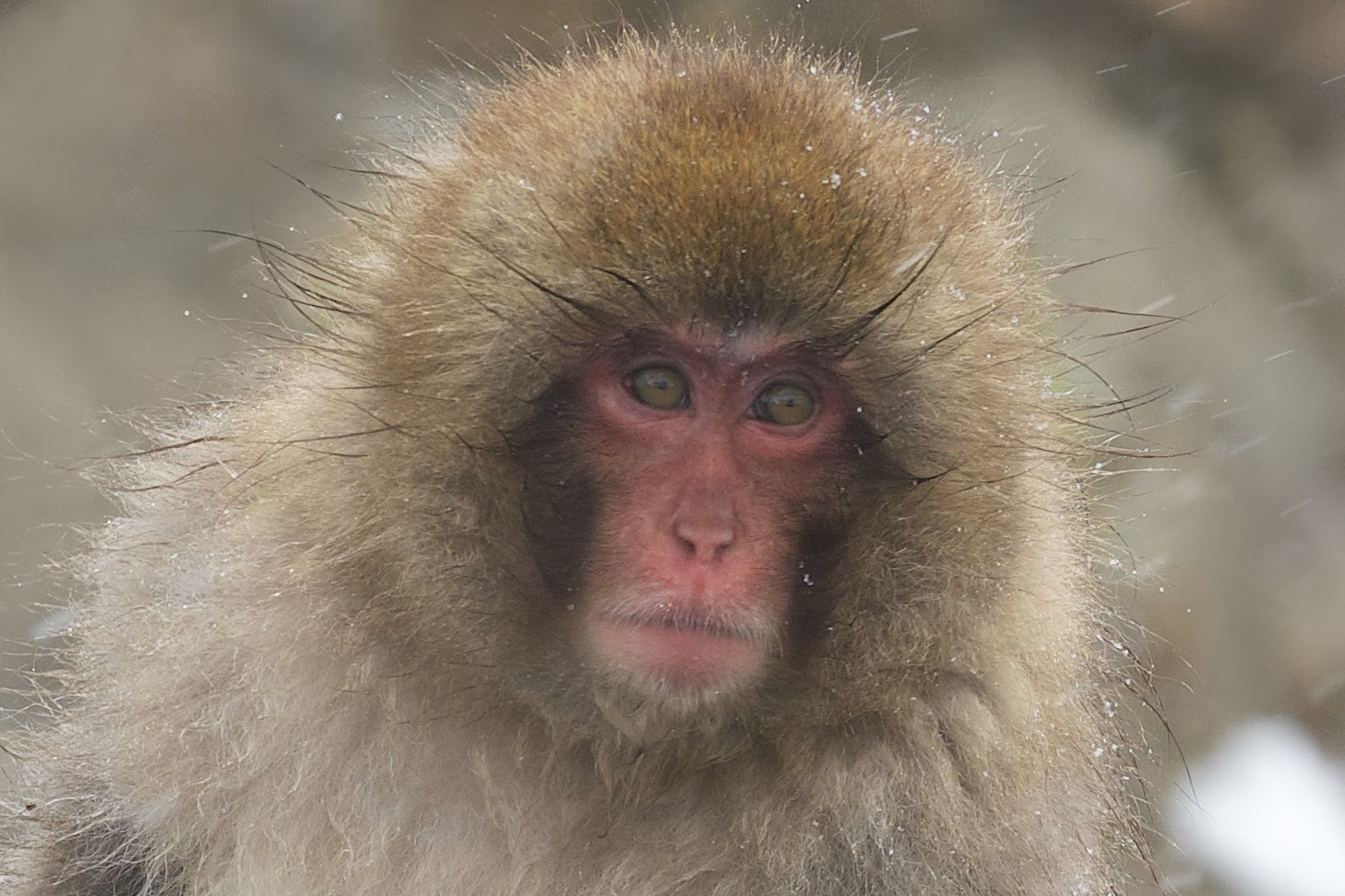 A Few More Snow Monkeys