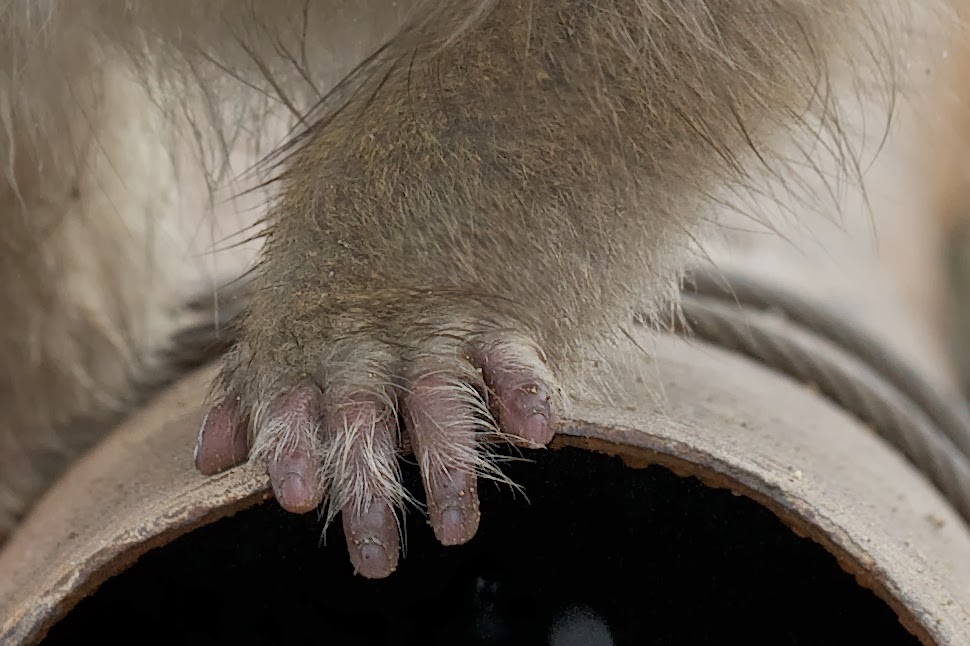 In Need of a Manicure