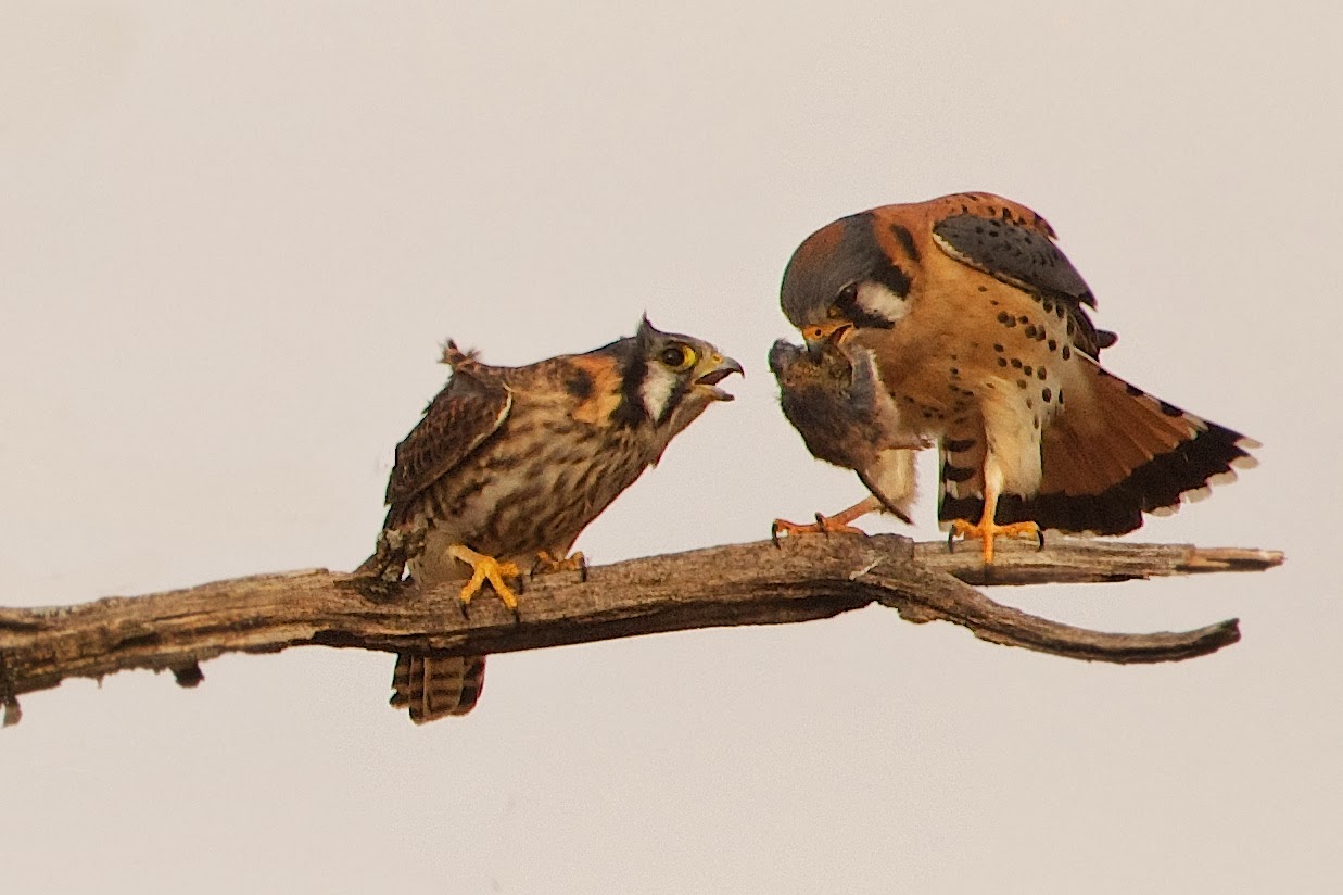 Can We Share that Mouse?