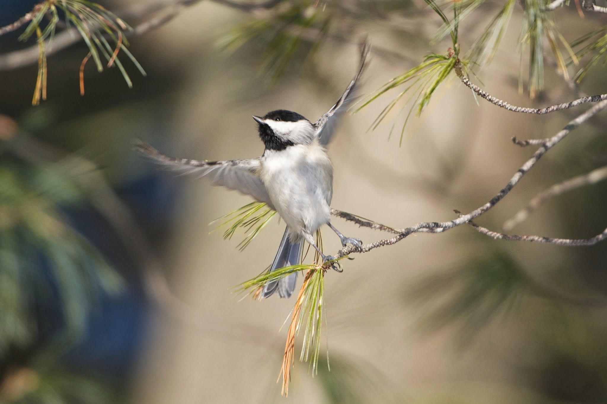 Birds, Birds, Birds!