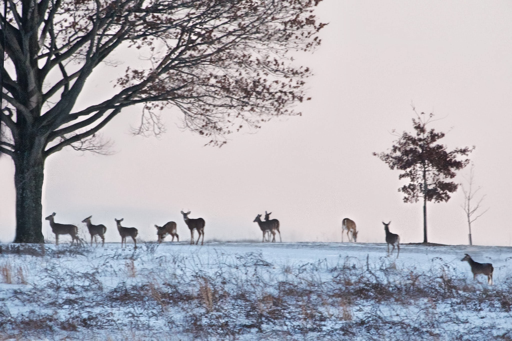 Herd of Deer at Valley Forge