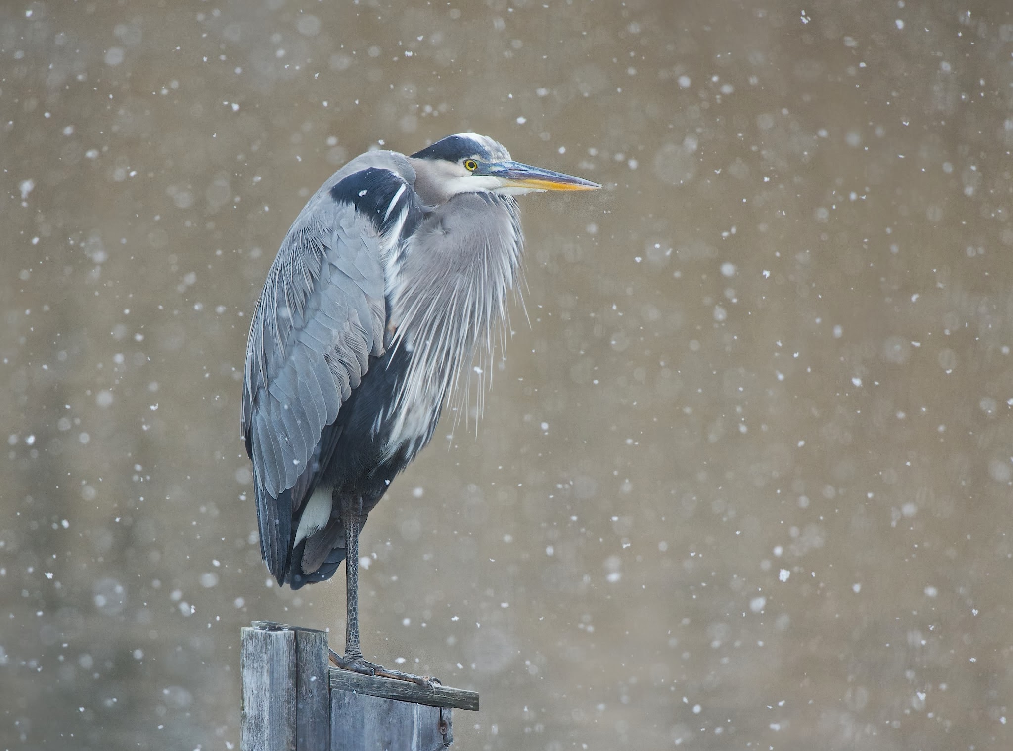 Great Blue Dejected in the Snow Today