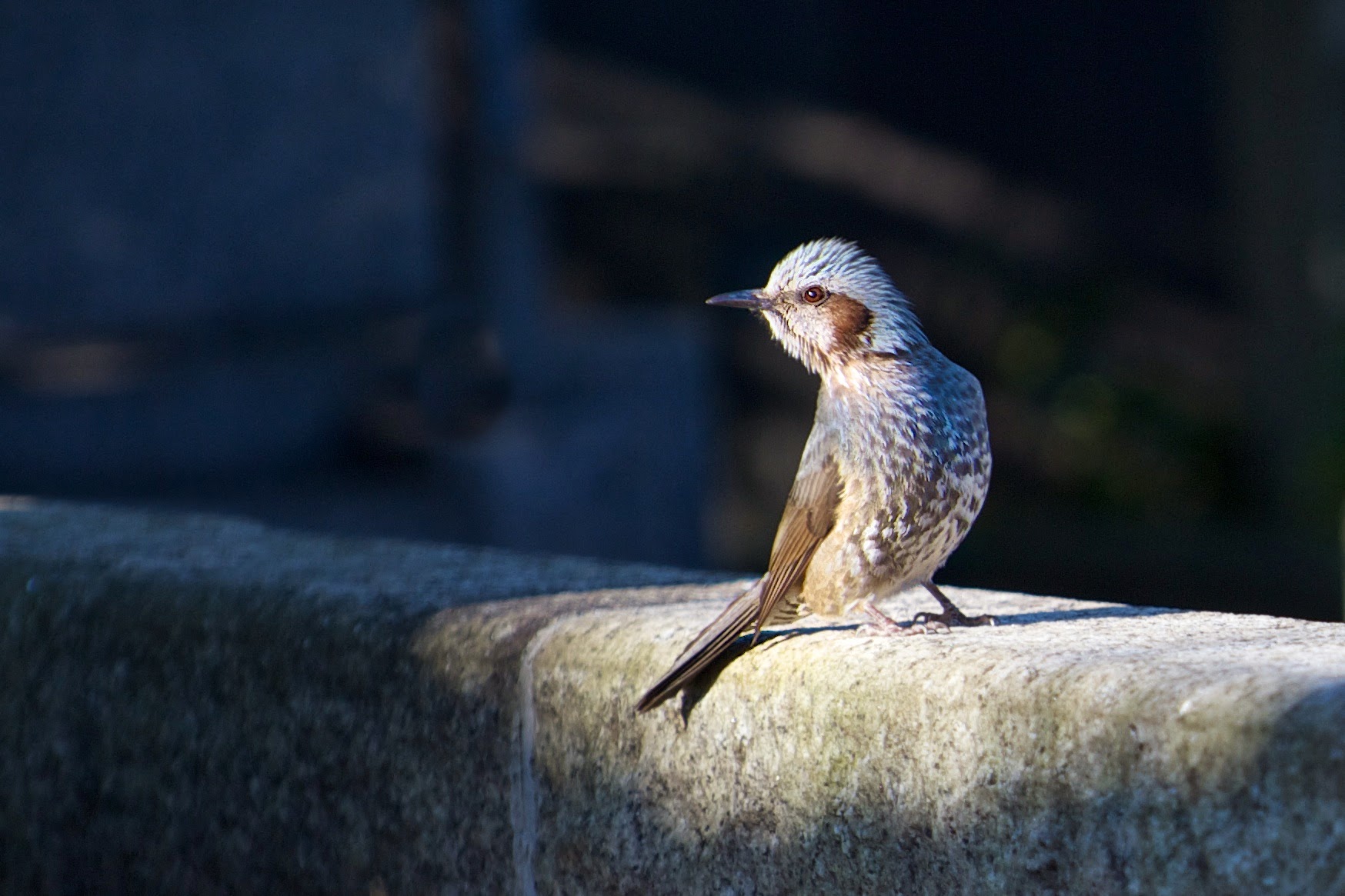 Noisy Little Thrush in Aoyama Cemetery