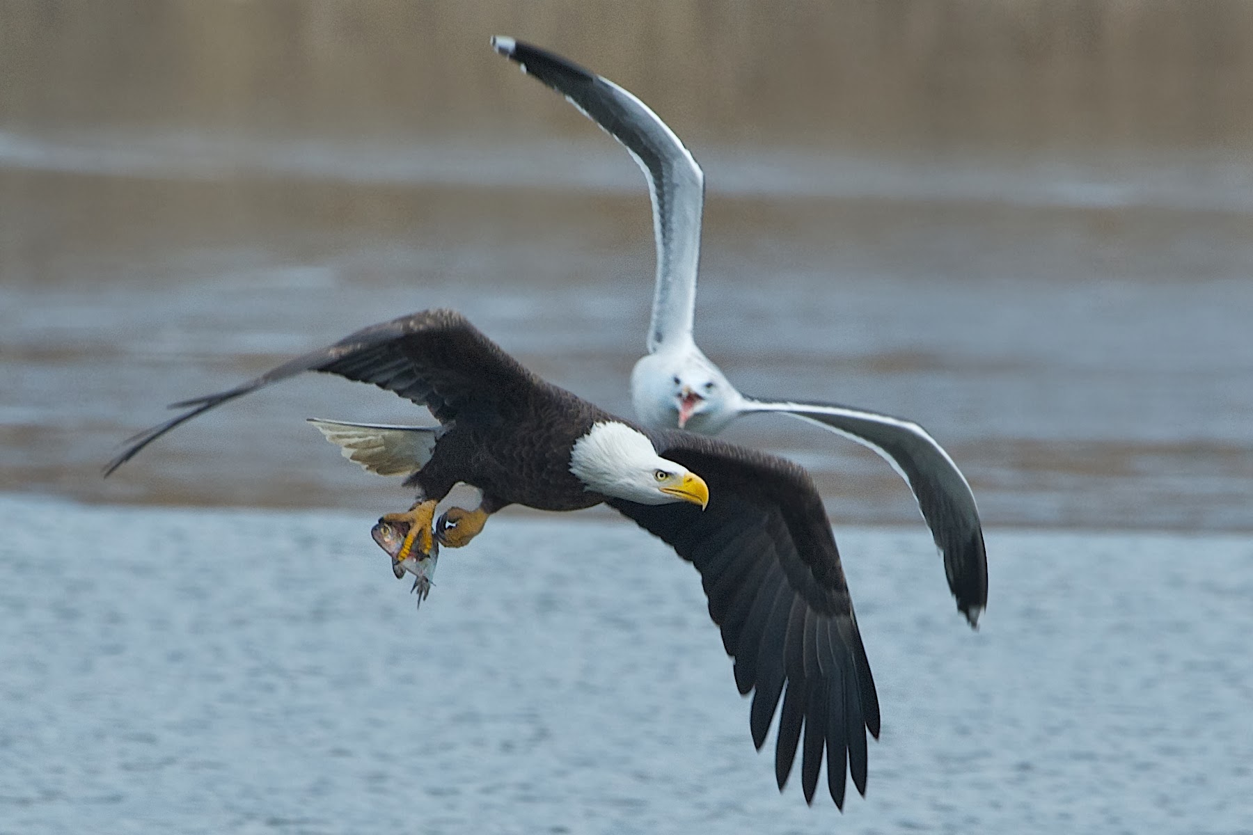 Give Me Back My Fish!!! (Click Eagle for Best View)
