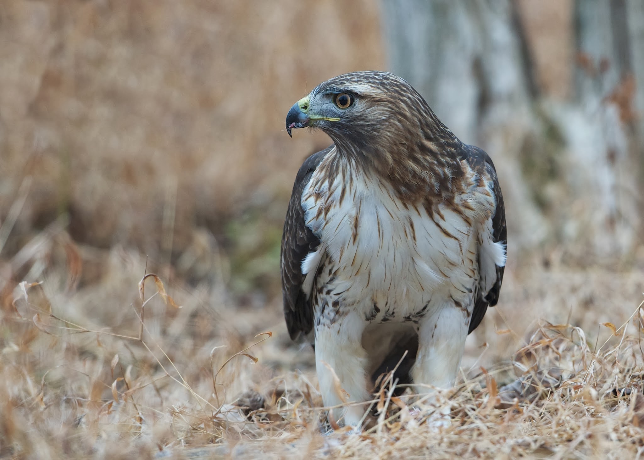 Red Tail in the Grass