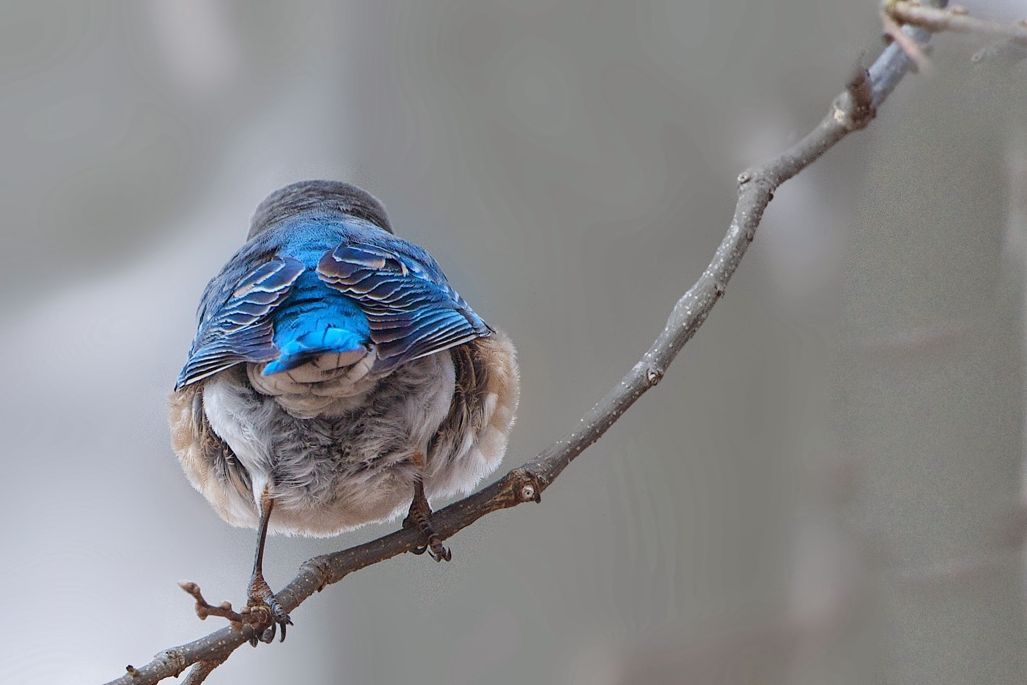 Backside of a Bluebird