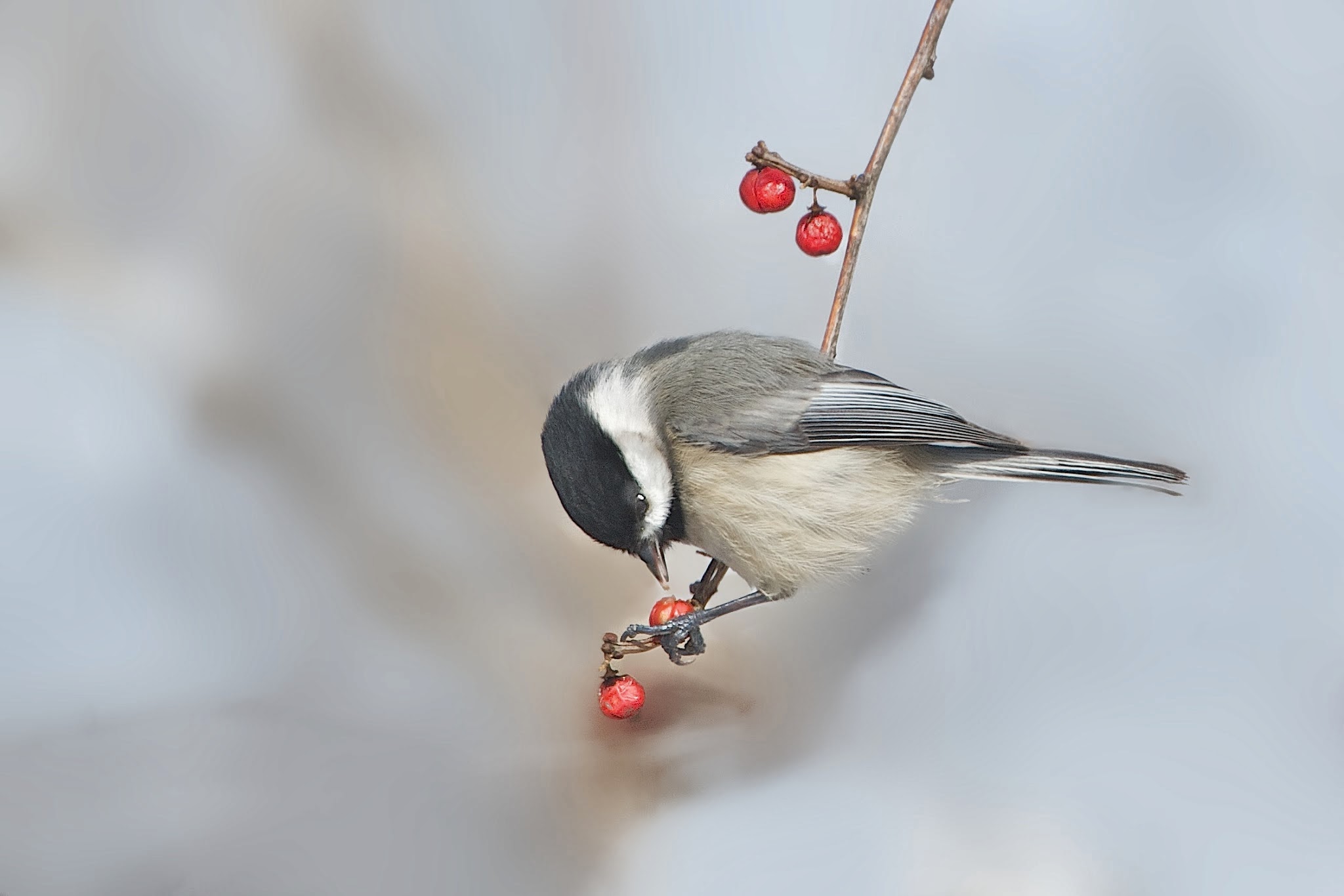 Chickadee and Berries