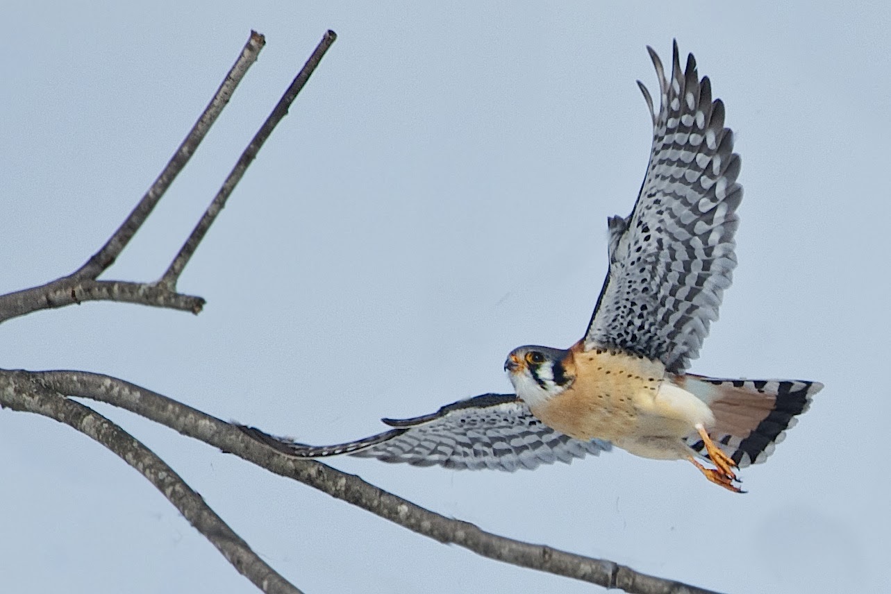 Kestrel in the Branches
