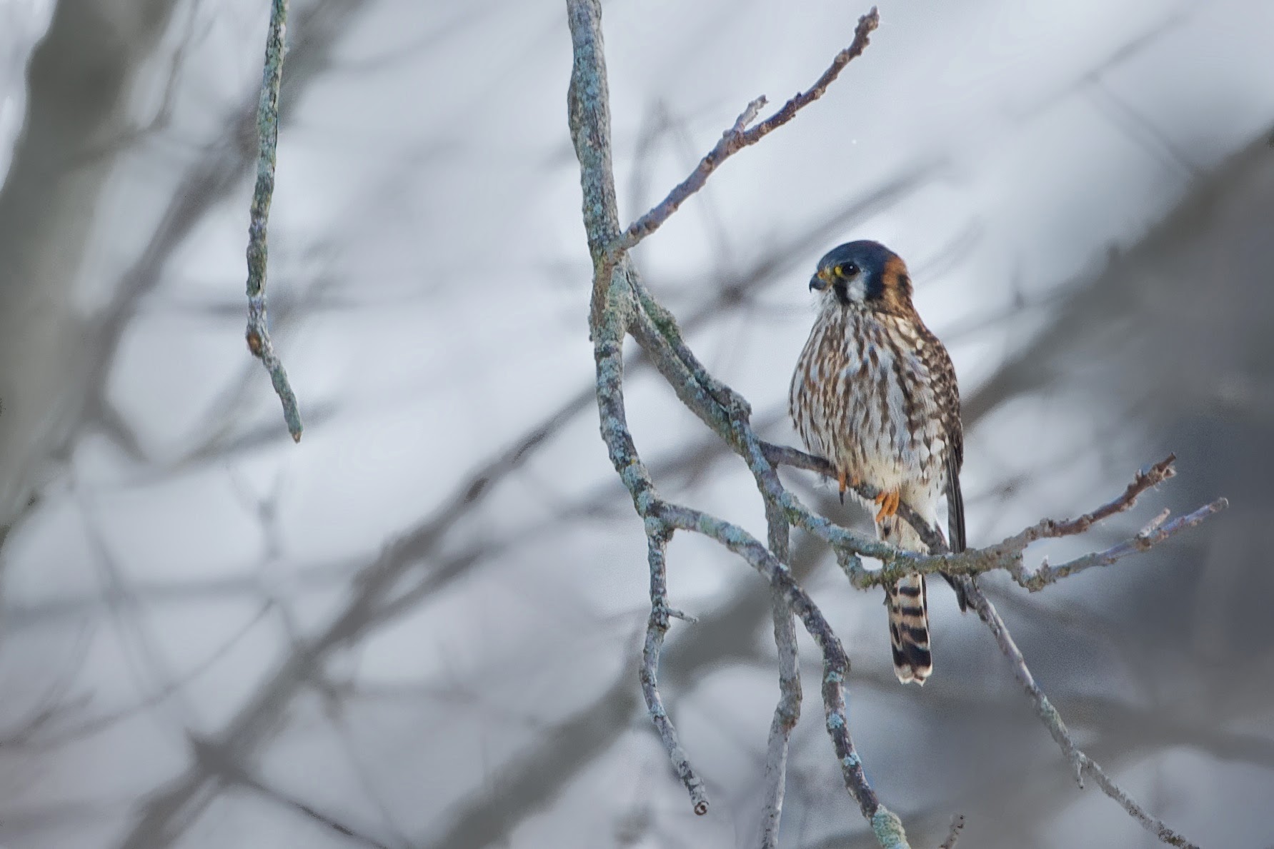 American Kestrel in the trees and Turkey Vultures on the Chapel (Click for Better View)