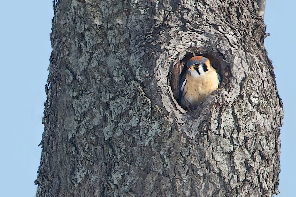 Mr. and Mrs. Kestrel in the Nest AGAIN!!!