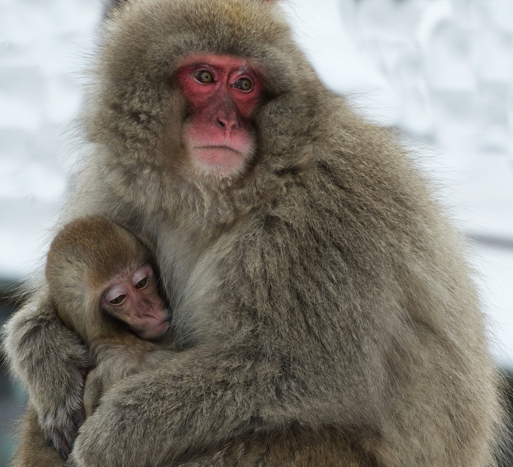 “Mom and Babe Snow Monkeys” Gets Finalist in BetterPhoto Contest!
