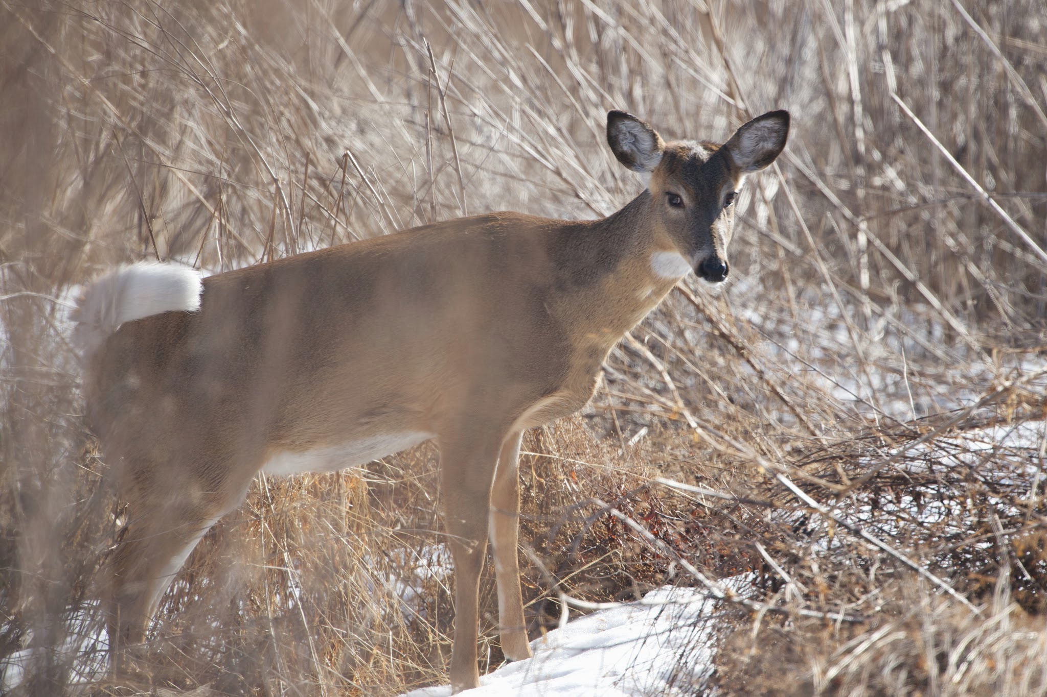 Peeking Through the Brush