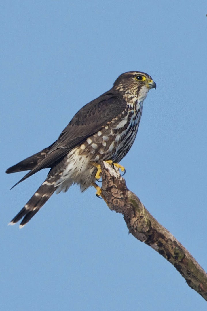 A Few Poses of the Merlin Falcon